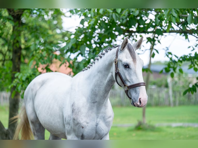 Studbook européen anglo Hongre 3 Ans 166 cm Gris in Grote-Brogel