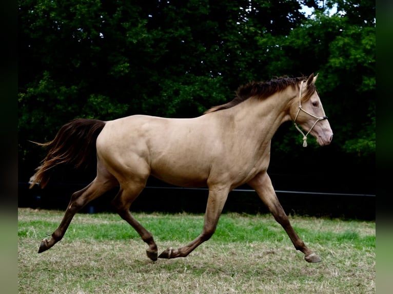 Studbook européen anglo Hongre 3 Ans 168 cm Champagne in Düsseldorf