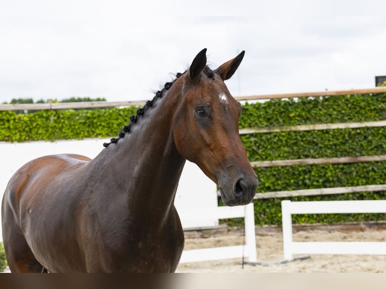 Studbook européen anglo Hongre 3 Ans 169 cm Bai in Waddinxveen