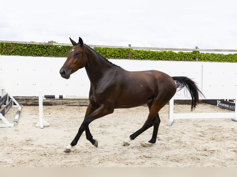 Studbook européen anglo Hongre 3 Ans 169 cm Bai in Waddinxveen