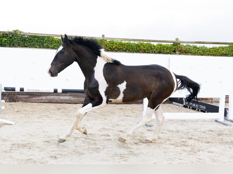 Studbook européen anglo Hongre 3 Ans 170 cm Pinto in Waddinxveen Studbook européen anglo Hongre 3 Ans 170 cm Pinto in Waddinxveen