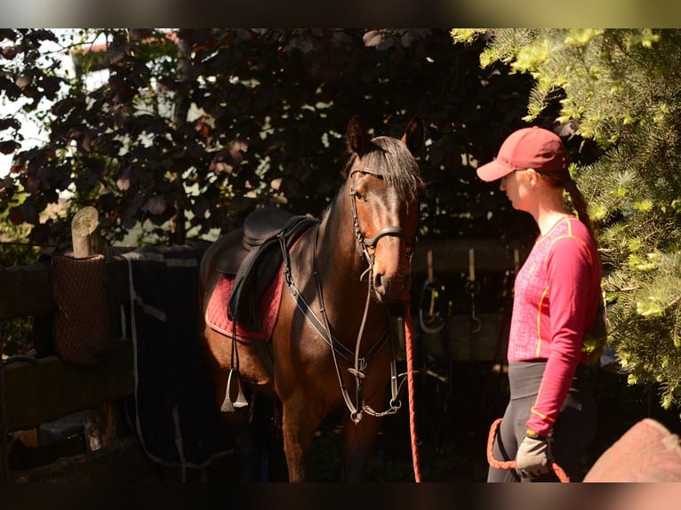 Studbook européen anglo Hongre 4 Ans 160 cm Bai brun foncé in Rokitno