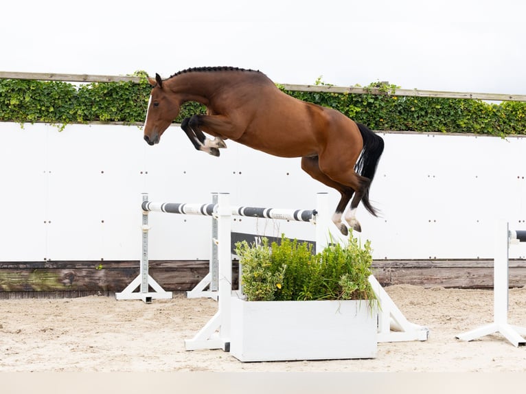 Studbook européen anglo Hongre 4 Ans 160 cm Bai in Waddinxveen Studbook européen anglo Hongre 4 Ans 160 cm Bai in Waddinxveen