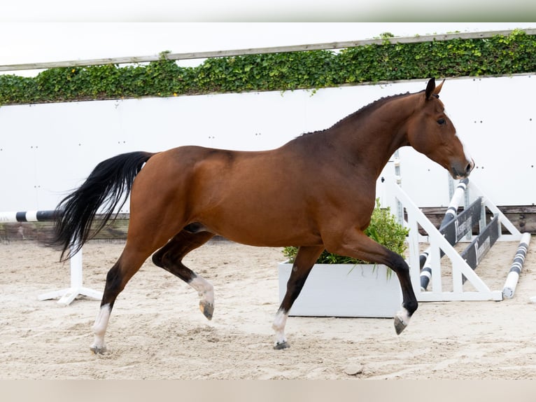 Studbook européen anglo Hongre 4 Ans 160 cm Bai in Waddinxveen Studbook européen anglo Hongre 4 Ans 160 cm Bai in Waddinxveen