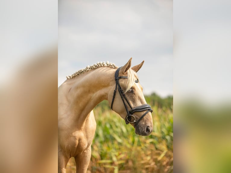 Studbook européen anglo Hongre 4 Ans 162 cm Palomino in Oudemirdum