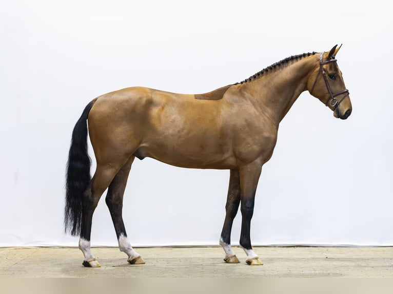 Studbook européen anglo Hongre 4 Ans 163 cm Bai in Waddinxveen