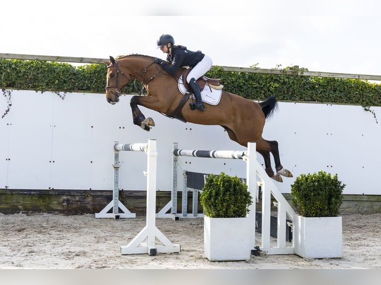 Studbook européen anglo Hongre 4 Ans 163 cm Bai in Waddinxveen