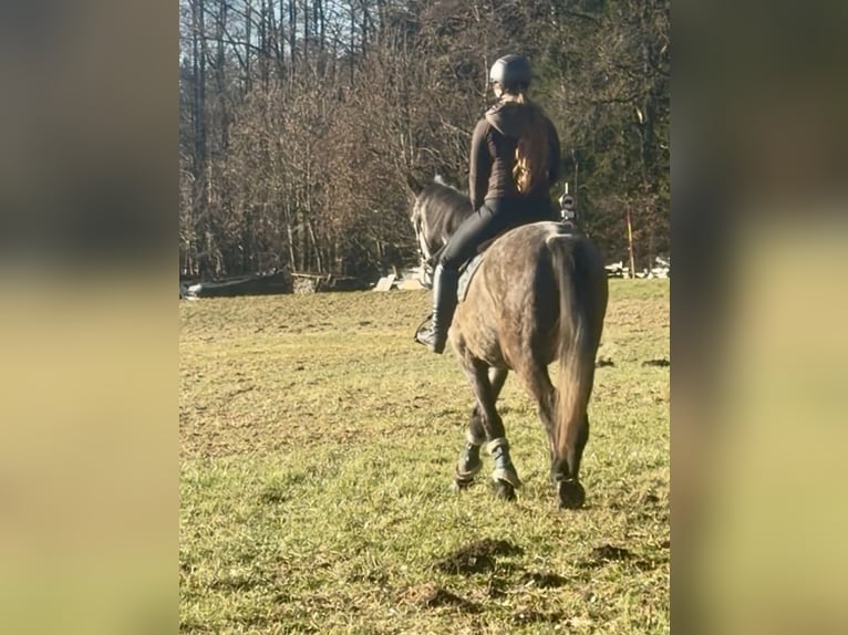Studbook européen anglo Hongre 4 Ans 163 cm Gris in Pelmberg
