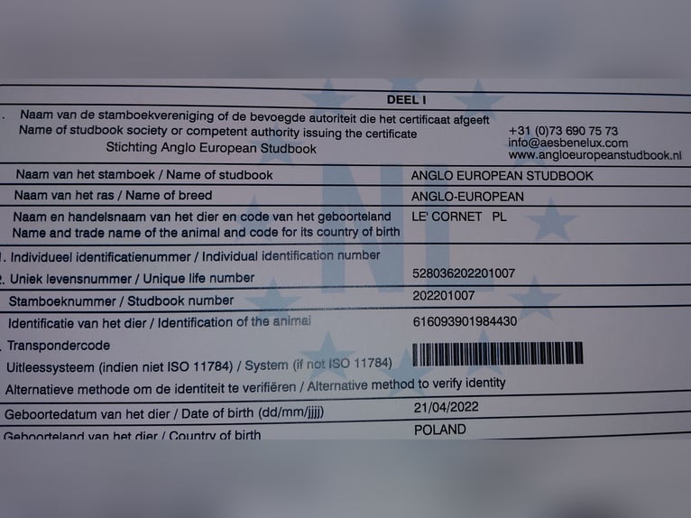 Studbook européen anglo Hongre 4 Ans 164 cm Alezan in Radzymin