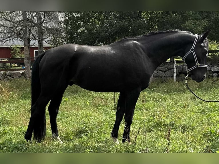 Studbook européen anglo Hongre 4 Ans 165 cm Noir in Lammhult