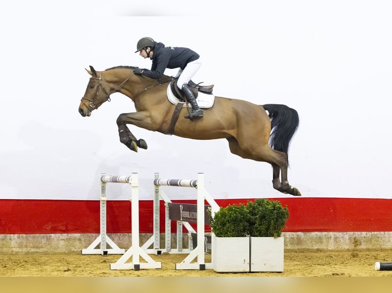 Studbook européen anglo Hongre 4 Ans 168 cm  in Waddinxveen