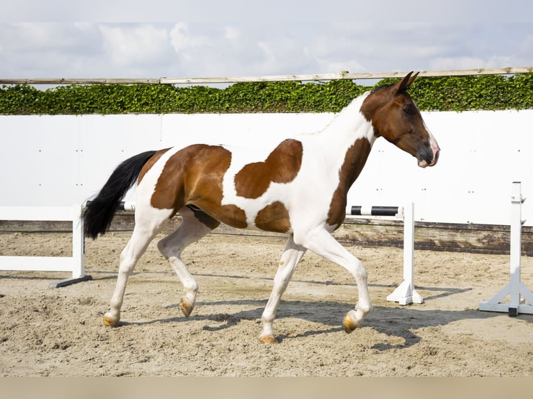 Studbook européen anglo Hongre 4 Ans 170 cm in Waddinxveen