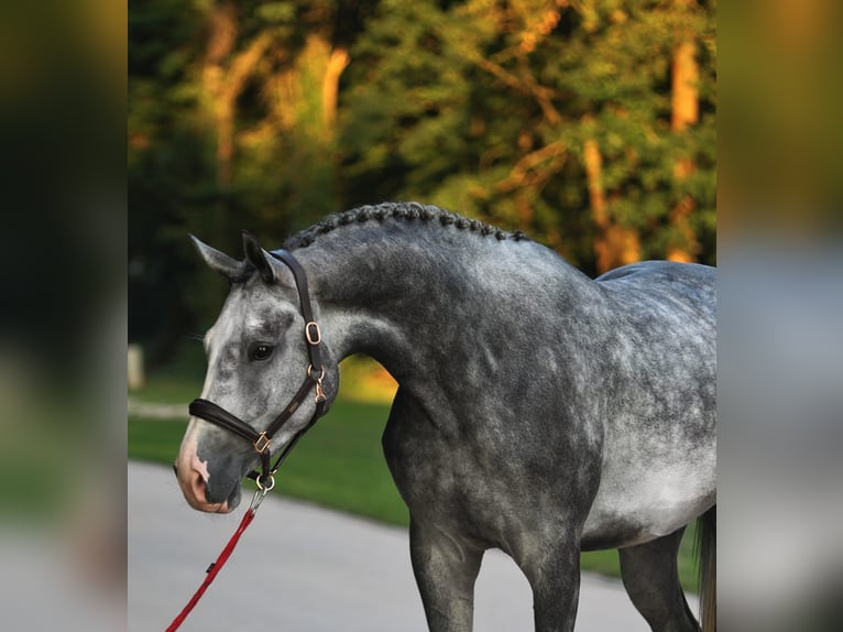 Studbook européen anglo Hongre 4 Ans 172 cm Gris in Deil