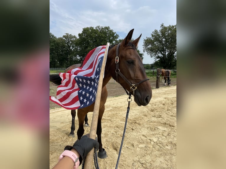 Studbook européen anglo Hongre 4 Ans 173 cm Bai brun in Geldern