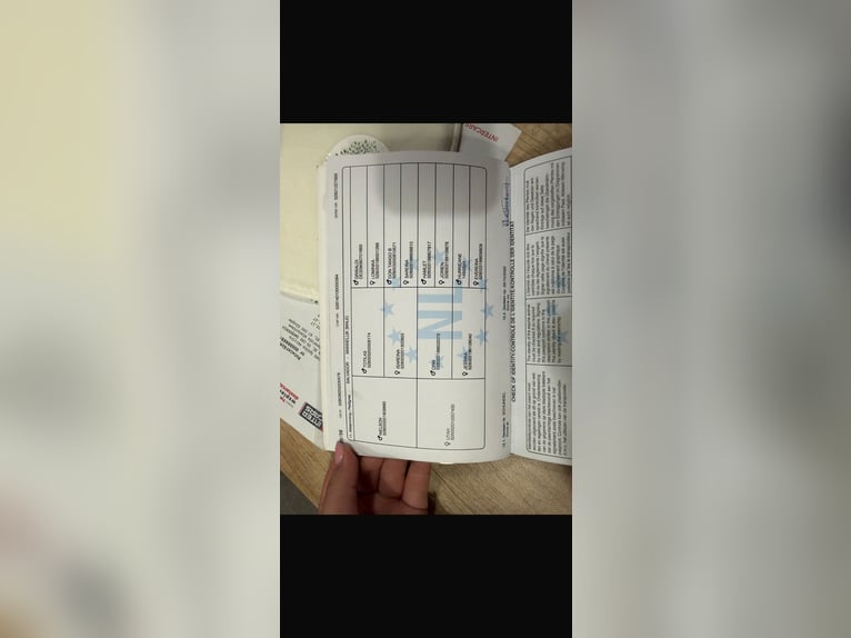 Studbook européen anglo Hongre 4 Ans 173 cm Bai brun foncé in Krzepielów