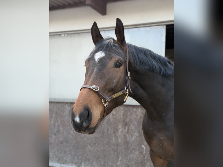 Studbook européen anglo Hongre 4 Ans 173 cm Bai brun foncé in Krzepielów
