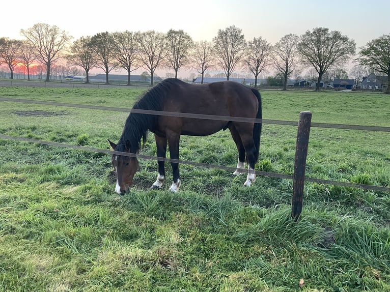 Studbook européen anglo Hongre 4 Ans Bai in Venray
