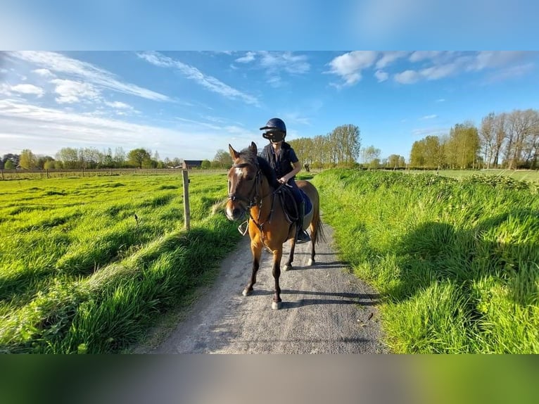 Studbook européen anglo Hongre 5 Ans 132 cm Bai in Steenhuffel