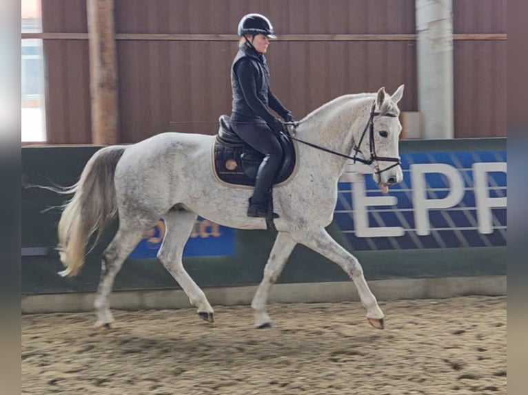 Studbook européen anglo Hongre 5 Ans 161 cm Gris in Schattendorf