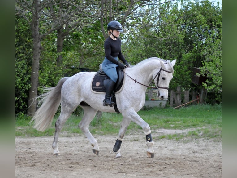 Studbook européen anglo Hongre 5 Ans 161 cm Gris in Sch