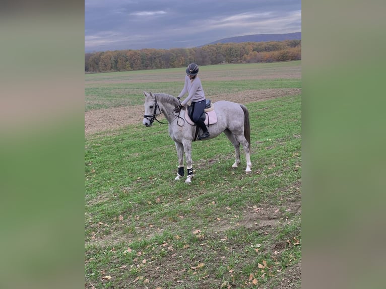 Studbook européen anglo Hongre 5 Ans 161 cm Gris in Sch