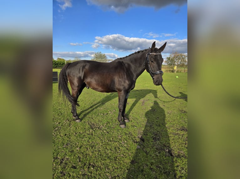 Studbook européen anglo Hongre 5 Ans 161 cm Noir in St. Willebrord