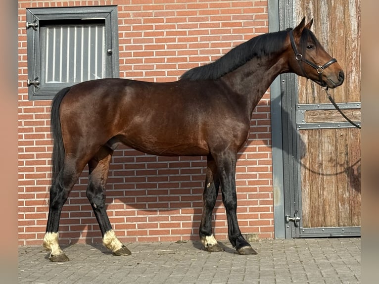 Studbook européen anglo Hongre 5 Ans 162 cm Bai in Zieuwent