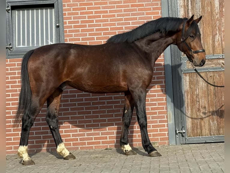 Studbook européen anglo Hongre 5 Ans 162 cm Bai in Zieuwent