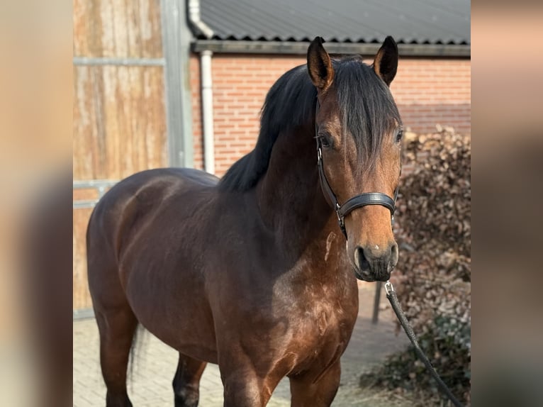 Studbook européen anglo Hongre 5 Ans 162 cm Bai in Zieuwent