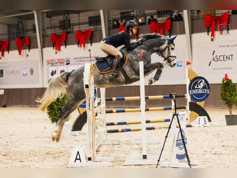 Studbook européen anglo Hongre 5 Ans 162 cm Gris in Piła