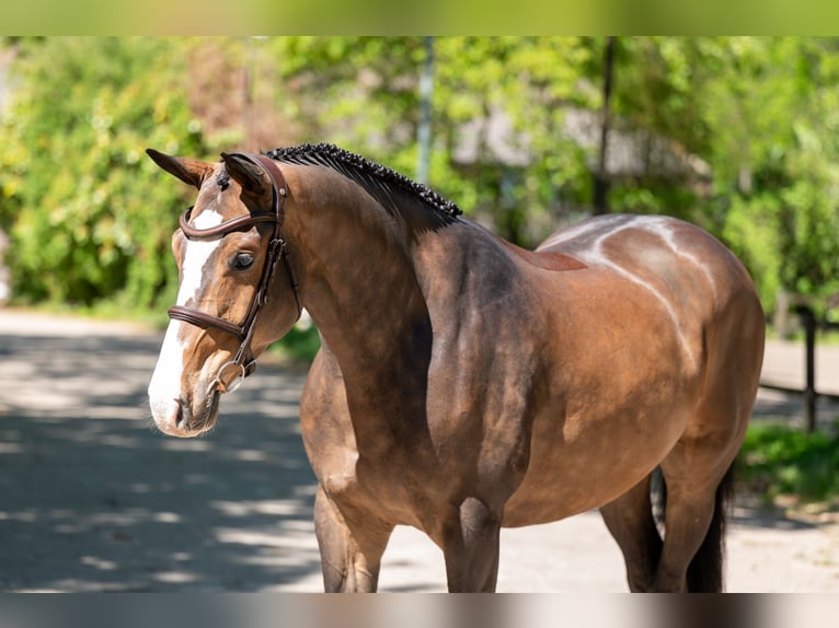 Studbook européen anglo Hongre 5 Ans 163 cm Bai in Grote-Brogel