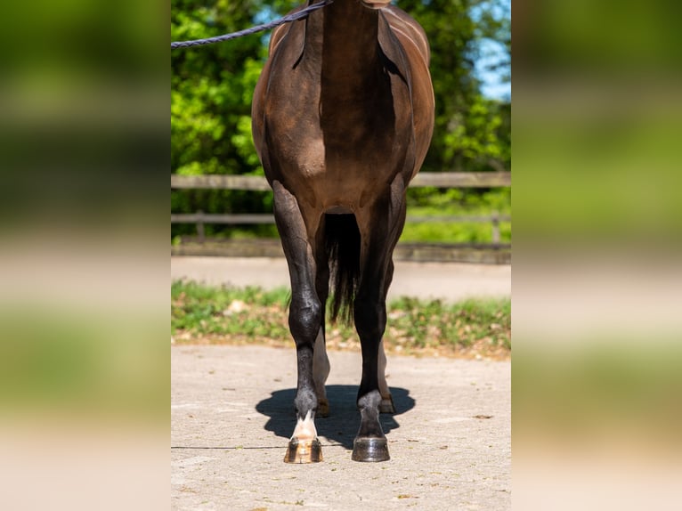 Studbook européen anglo Hongre 5 Ans 163 cm Bai in Grote-Brogel