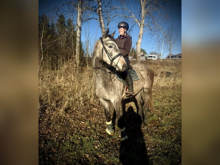 Studbook européen anglo Hongre 5 Ans 163 cm Gris in Pelmberg