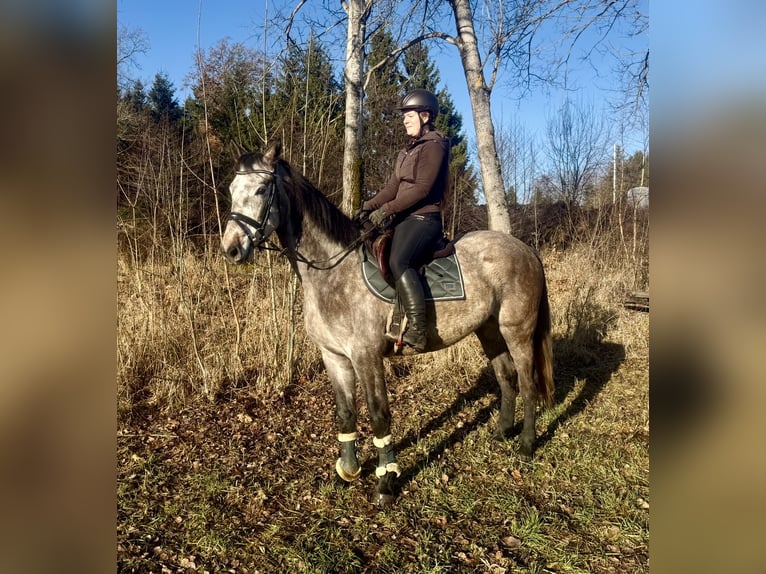 Studbook européen anglo Hongre 5 Ans 163 cm Gris in Pelmberg