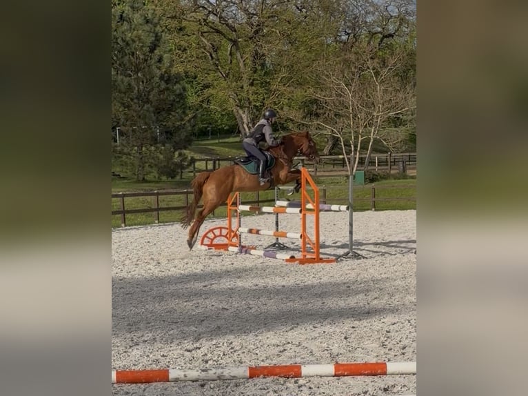 Studbook européen anglo Hongre 5 Ans 165 cm Alezan in Gorzów Wielkopolski