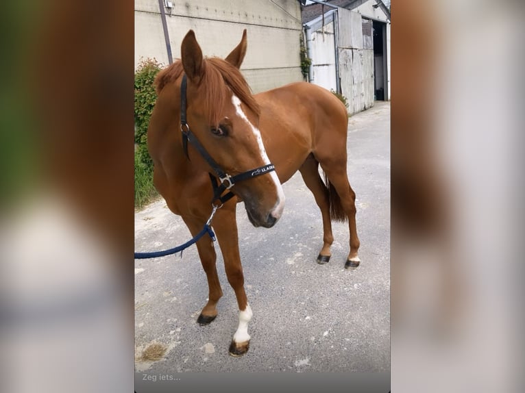 Studbook européen anglo Hongre 5 Ans 165 cm Alezan in Hekelgem