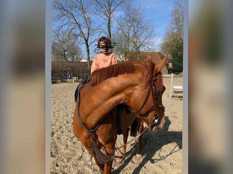 Studbook européen anglo Hongre 5 Ans 165 cm Alezan in Hekelgem