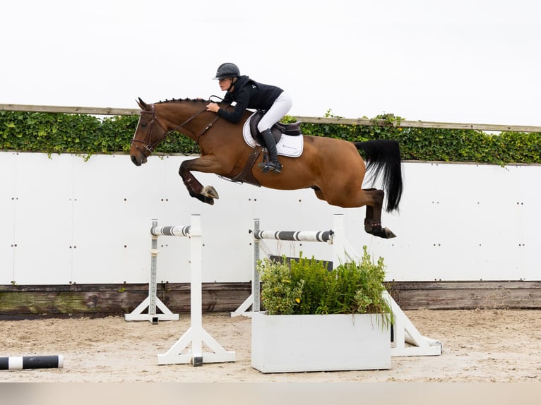 Studbook européen anglo Hongre 5 Ans 165 cm Bai in Waddinxveen Studbook européen anglo Hongre 5 Ans 165 cm Bai in Waddinxveen