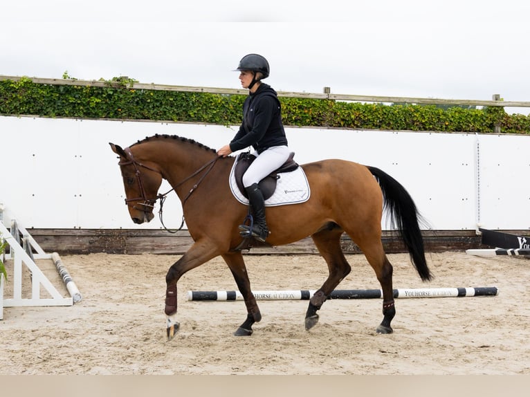 Studbook européen anglo Hongre 5 Ans 165 cm Bai in Waddinxveen Studbook européen anglo Hongre 5 Ans 165 cm Bai in Waddinxveen