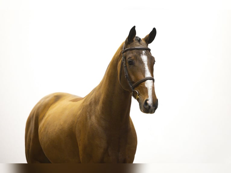 Studbook européen anglo Hongre 5 Ans 165 cm Bai in Waddinxveen Studbook européen anglo Hongre 5 Ans 165 cm Bai in Waddinxveen