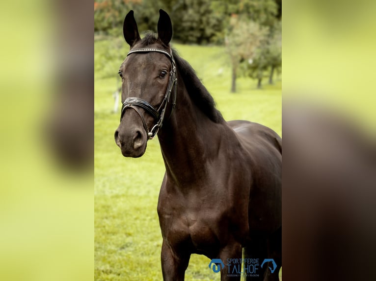 Studbook européen anglo Hongre 5 Ans 165 cm Noir in Korntal-M&#xFC;nchingen