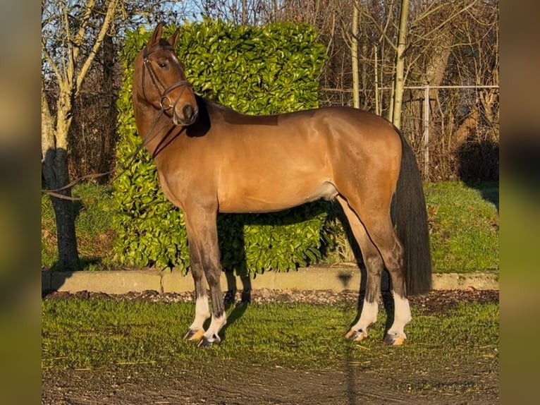 Studbook européen anglo Hongre 5 Ans 166 cm Bai in Oud Gastel