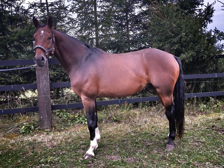 Studbook européen anglo Hongre 5 Ans 168 cm Bai cerise in Raszyn