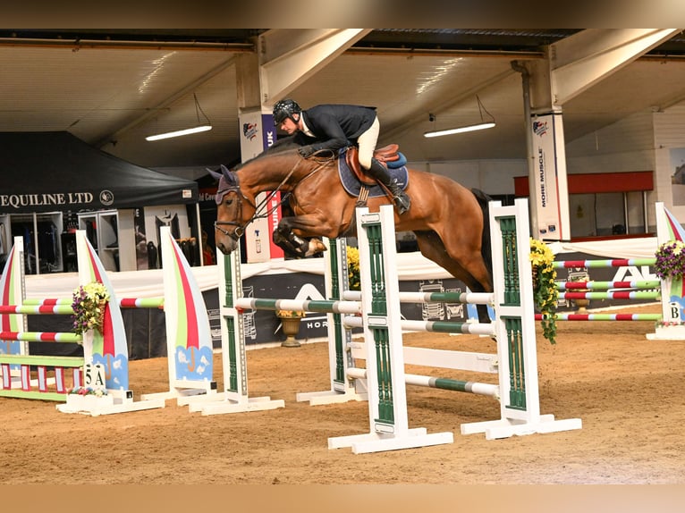 Studbook européen anglo Hongre 5 Ans 170 cm Bai cerise in Suffolk