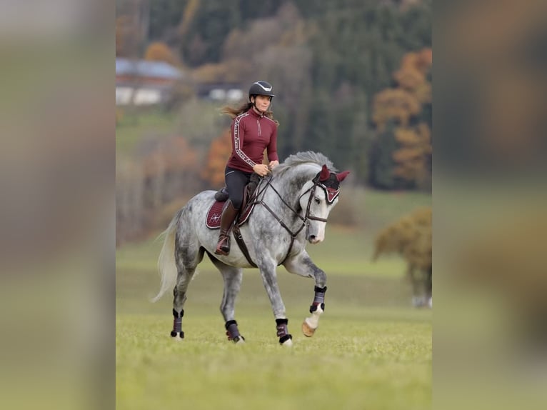 Studbook européen anglo Hongre 5 Ans 173 cm Gris pommelé in Schlins