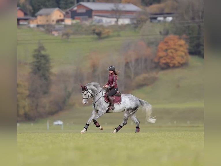 Studbook européen anglo Hongre 5 Ans 173 cm Gris pommelé in Schlins