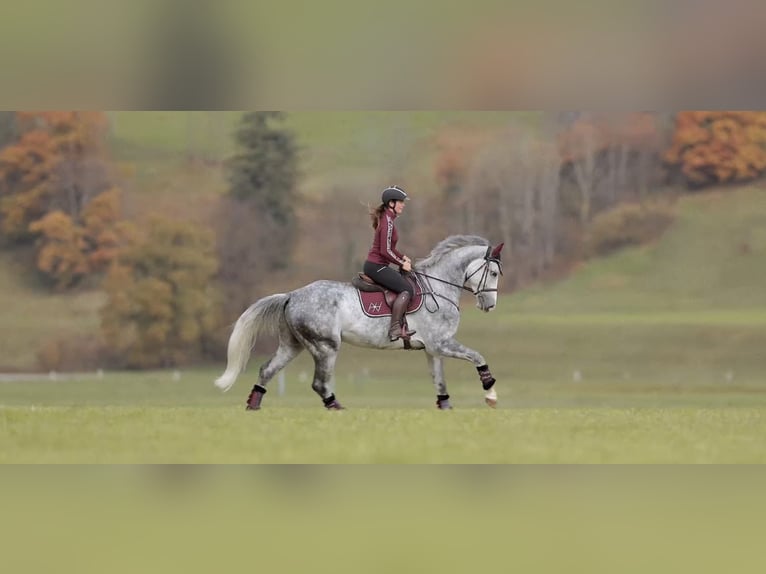 Studbook européen anglo Hongre 5 Ans 173 cm Gris pommelé in Schlins