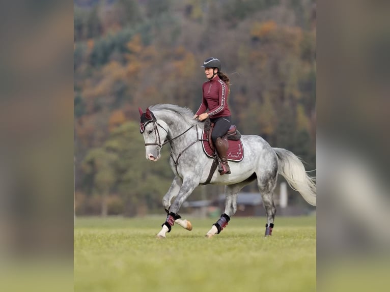 Studbook européen anglo Hongre 5 Ans 173 cm Gris pommelé in Schlins
