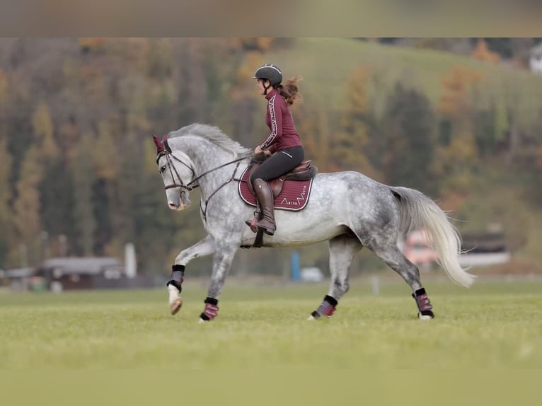 Studbook européen anglo Hongre 5 Ans 173 cm Gris pommelé in Schlins