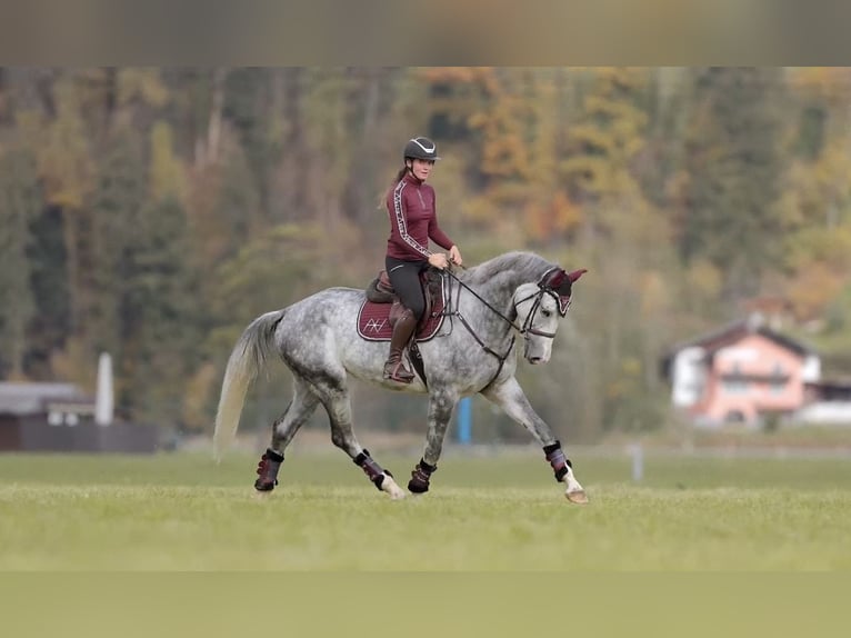 Studbook européen anglo Hongre 5 Ans 173 cm Gris pommelé in Schlins